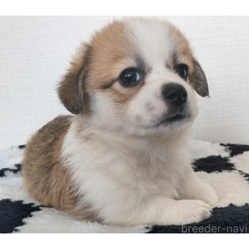 販売中の群馬県のミックス犬-400610の4枚目