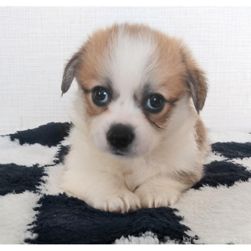 販売中の群馬県のミックス犬-400610の3枚目