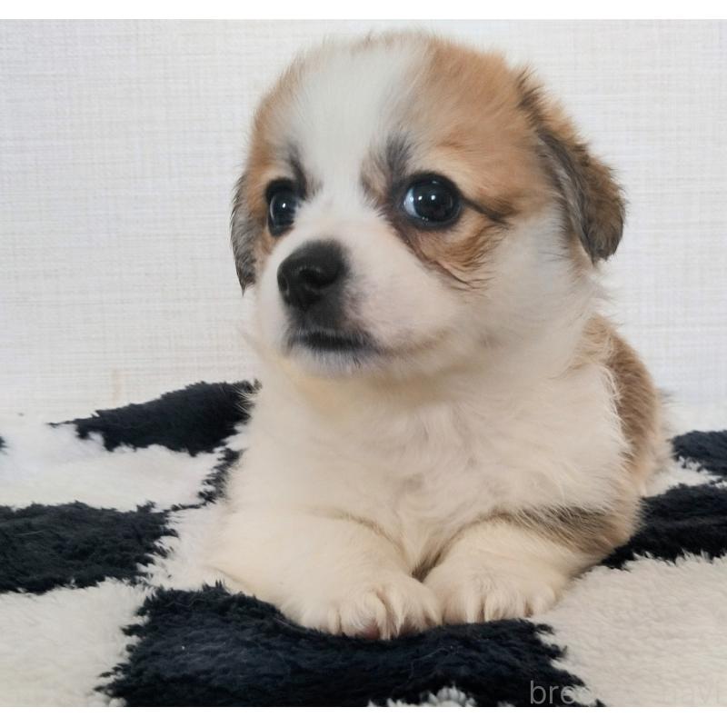 販売中の群馬県のミックス犬-400610の2枚目