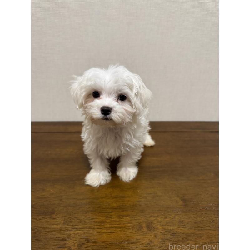 販売中の広島県のマルチーズ-400611の1枚目
