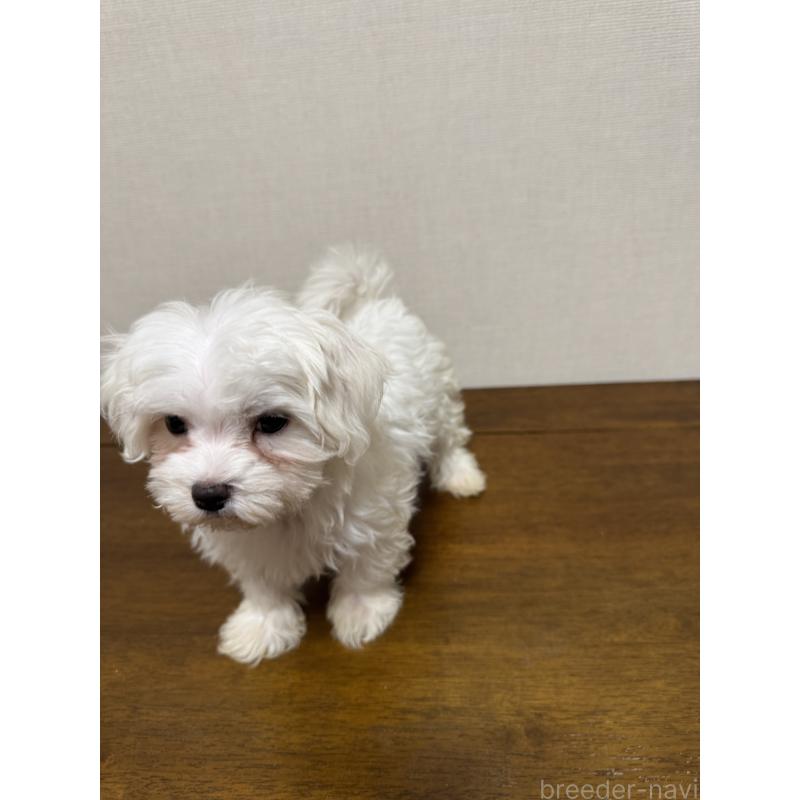 販売中の広島県のマルチーズ-400611の5枚目