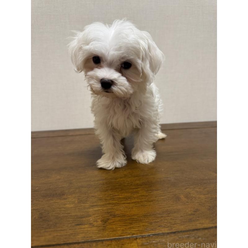 販売中の広島県のマルチーズ-400611の2枚目