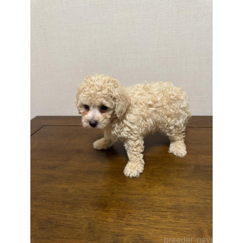 販売中の広島県のトイプードル-400613の7枚目