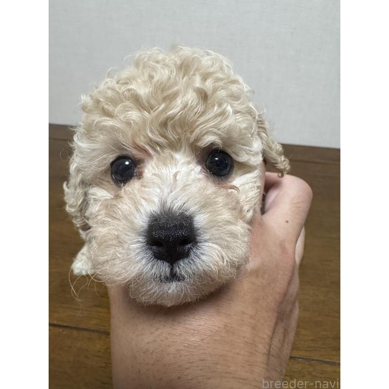 販売中の広島県のトイプードル-400614の7枚目