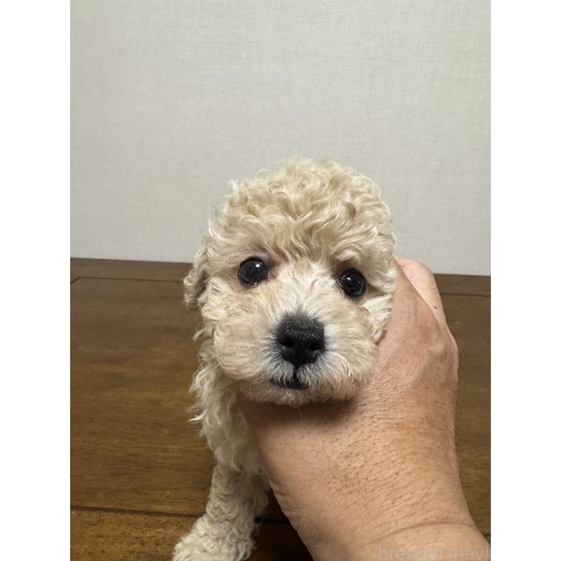 販売中の広島県のトイプードル-400614の6枚目
