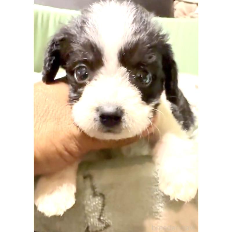 販売中の奈良県のミックス犬-400116の6枚目