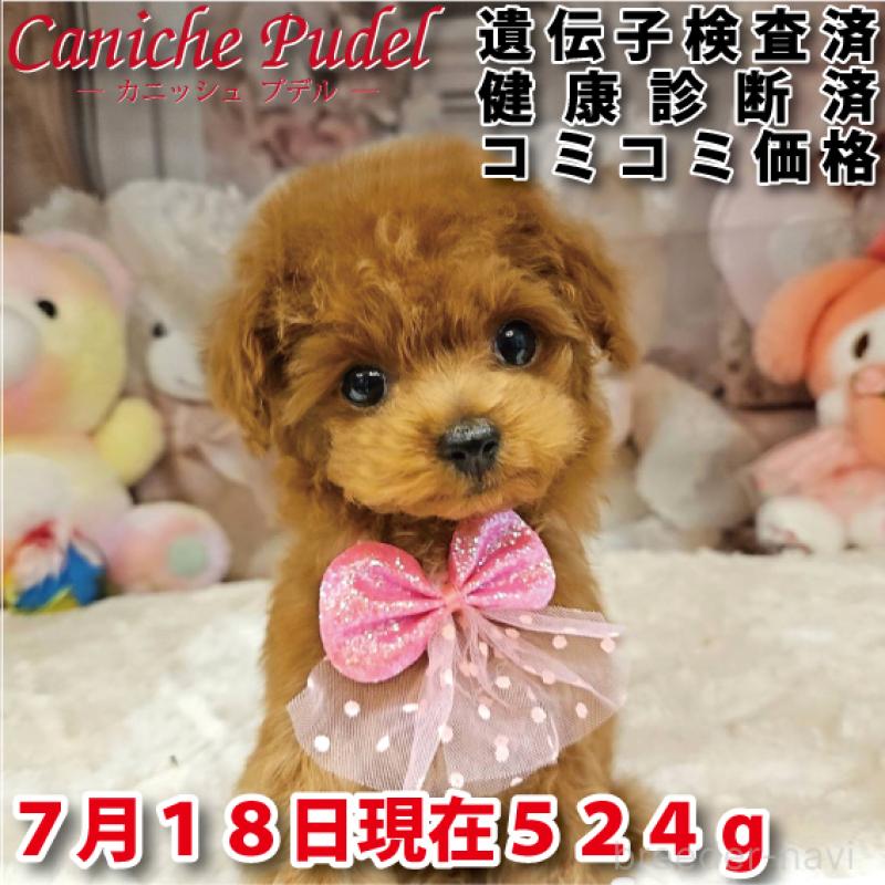 販売中の岐阜県のティーカッププードル-392232