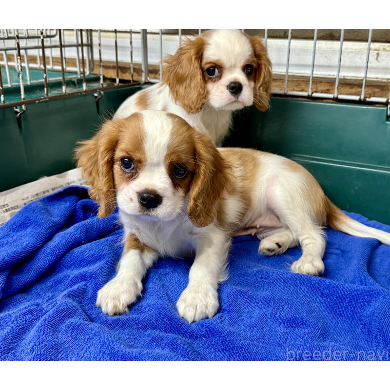 販売中の愛知県のキャバリアキングチャールズスパニエル-400830の8枚目
