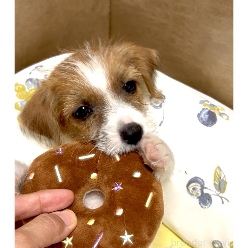 販売中の奈良県のジャックラッセルテリア-400756の2枚目