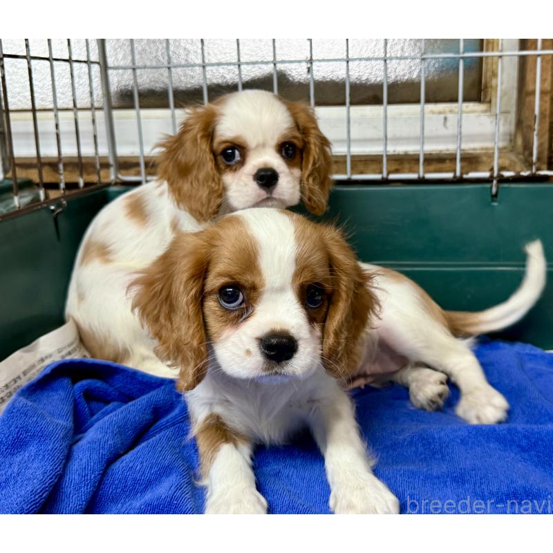 販売中の愛知県のキャバリアキングチャールズスパニエル-400832の6枚目