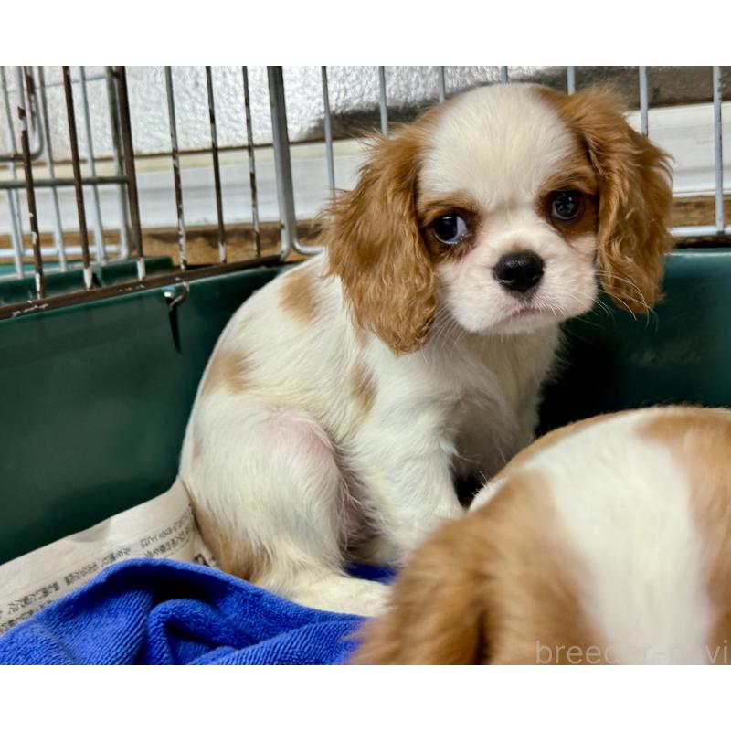 販売中の愛知県のキャバリアキングチャールズスパニエル-400832の5枚目