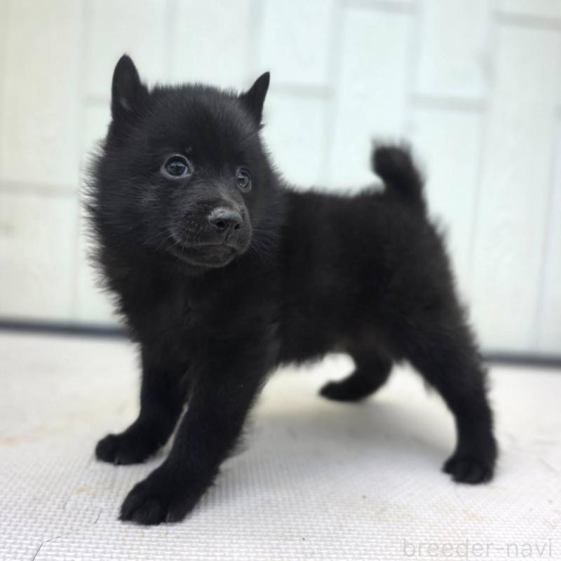 商談中の茨城県のスキッパーキ-400835の9枚目