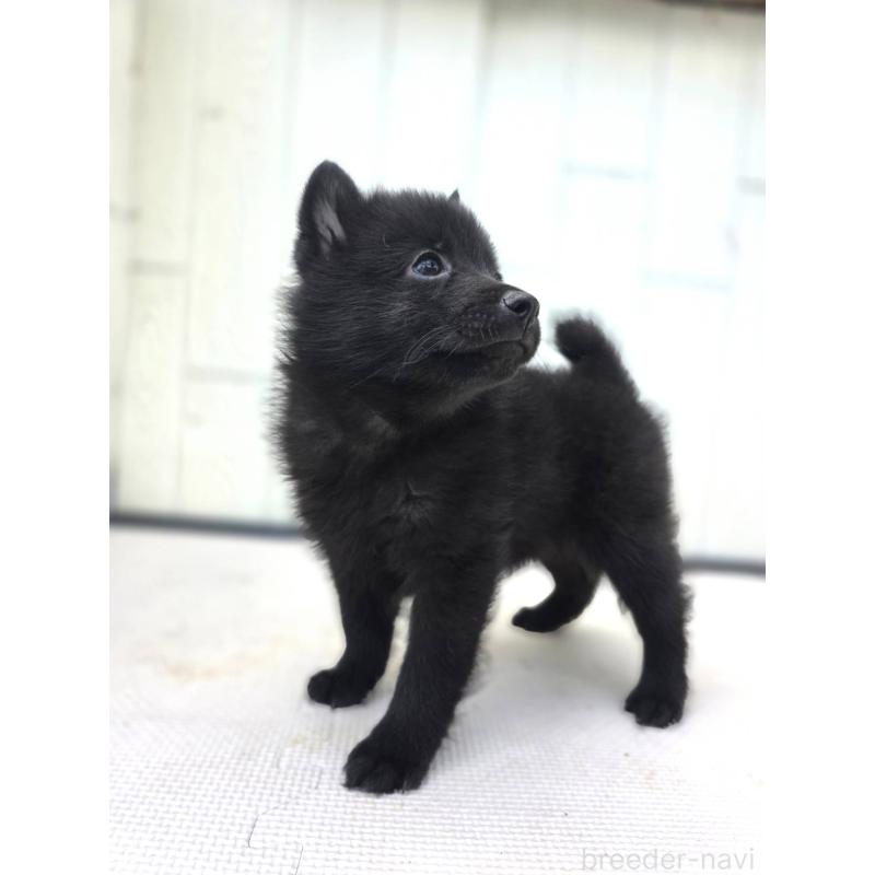 商談中の茨城県のスキッパーキ-400835の7枚目