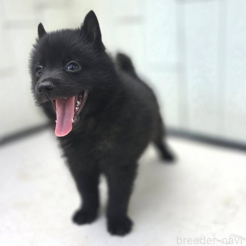 商談中の茨城県のスキッパーキ-400835の4枚目