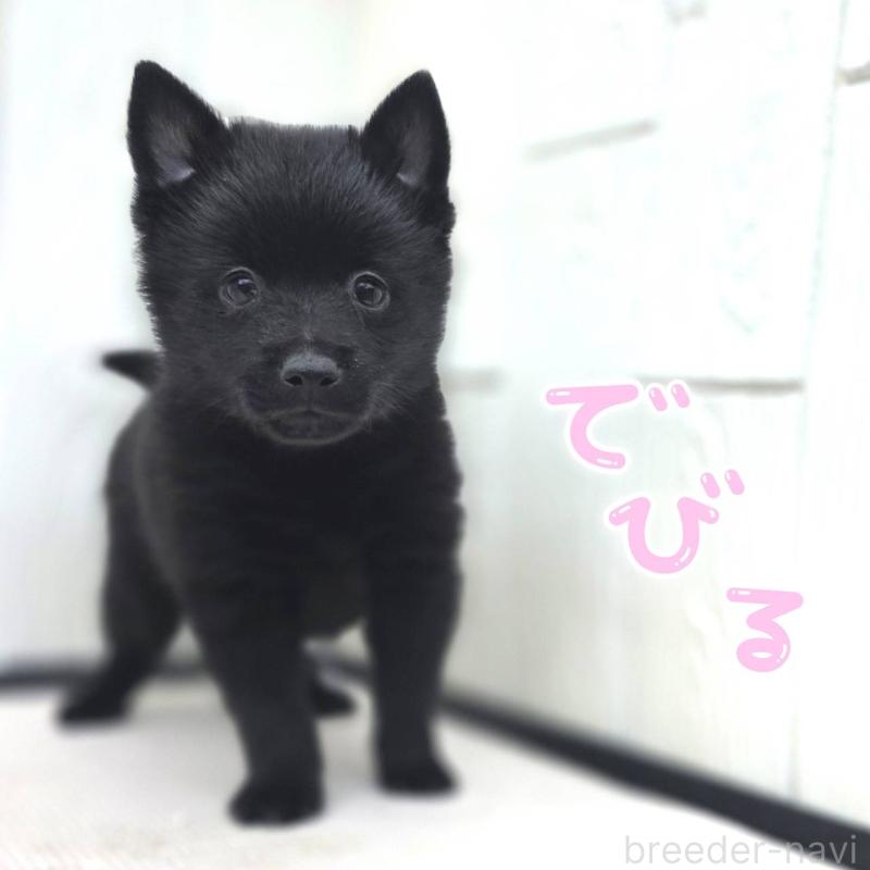 販売中の茨城県のスキッパーキ-400836の1枚目