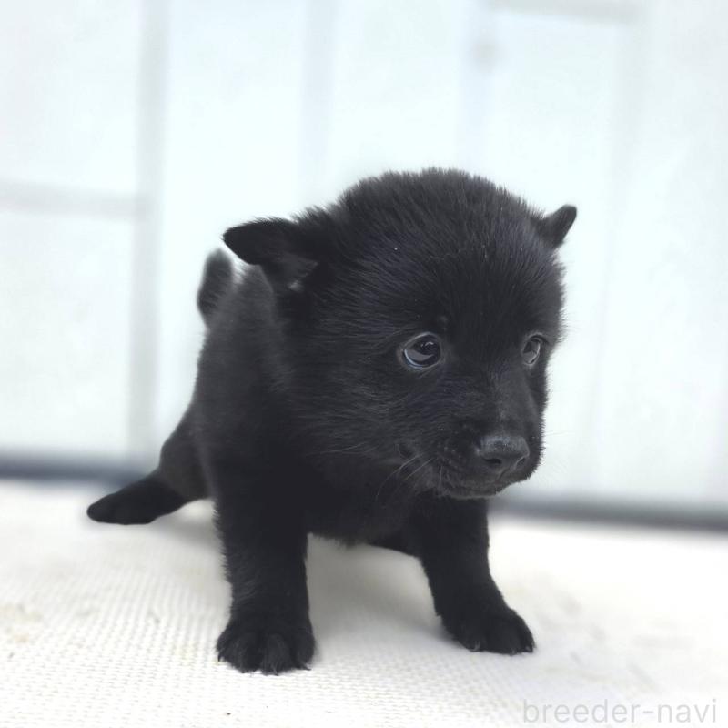 販売中の茨城県のスキッパーキ-400836の2枚目
