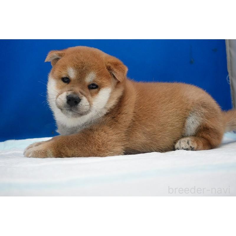 販売中の愛知県の柴犬-400842の9枚目