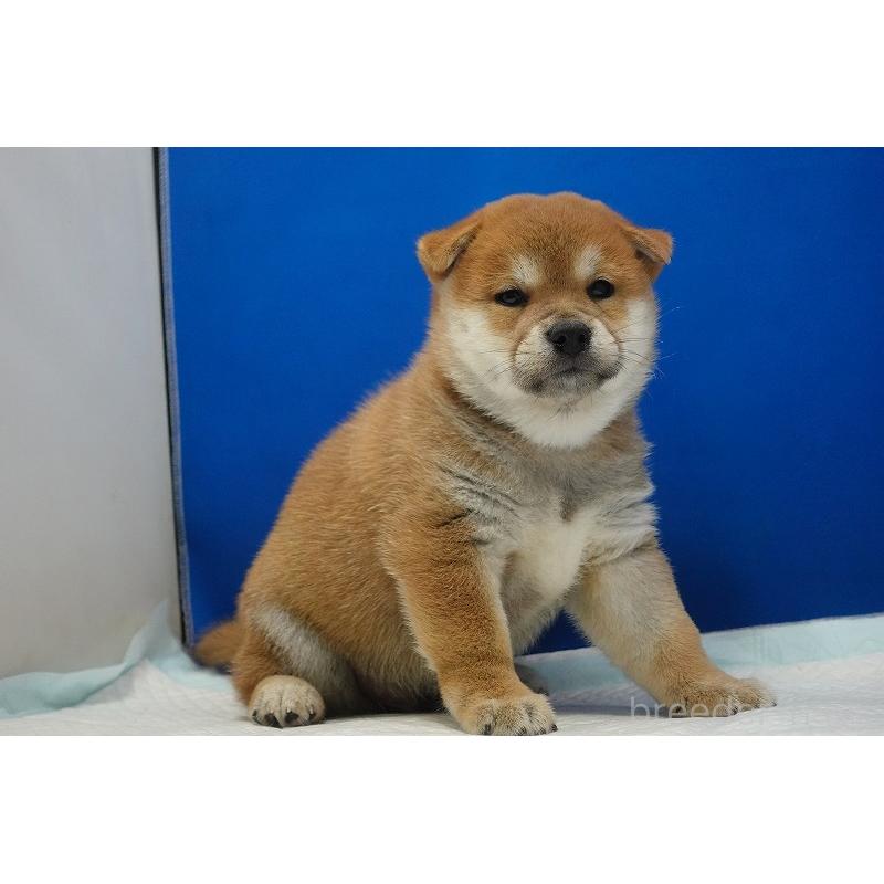 販売中の愛知県の柴犬-400842の8枚目