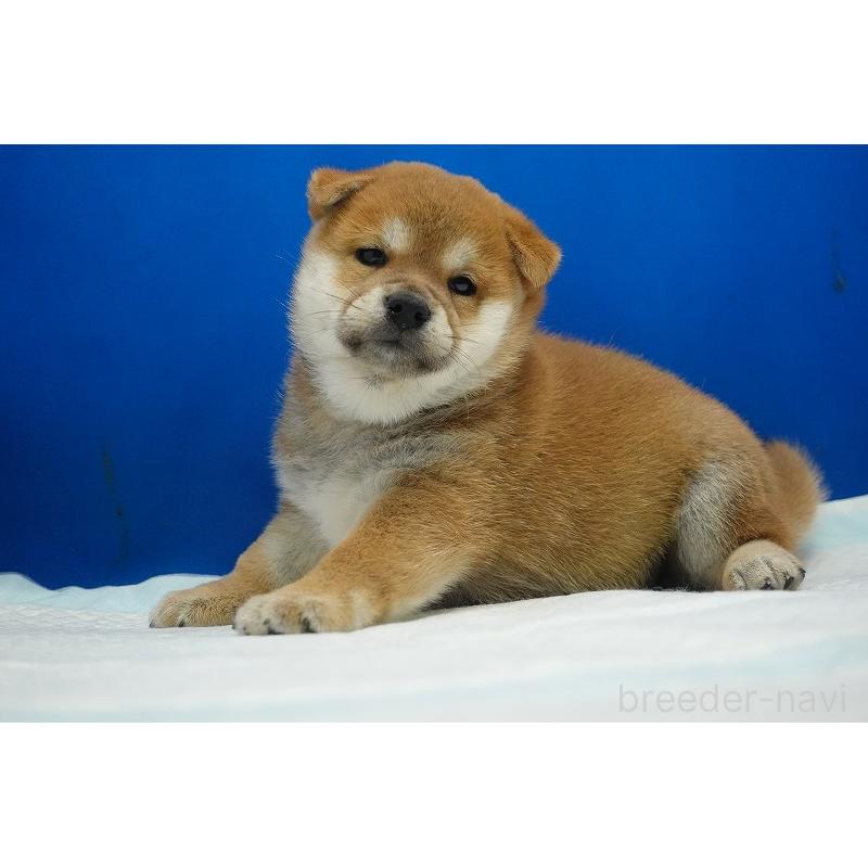 販売中の愛知県の柴犬-400842の6枚目