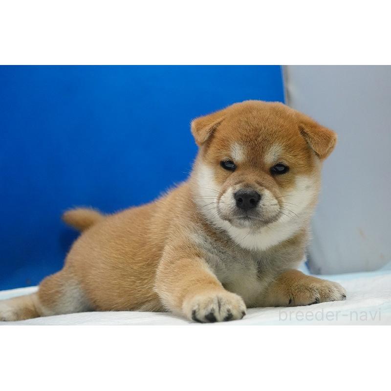 販売中の愛知県の柴犬-400842の7枚目