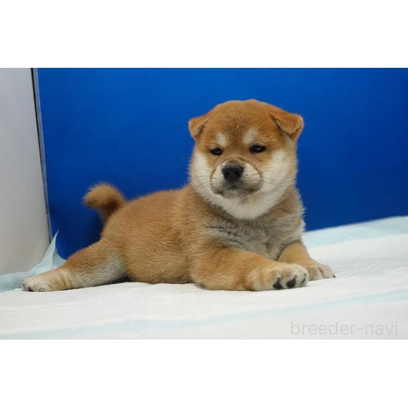 販売中の愛知県の柴犬-400842の5枚目
