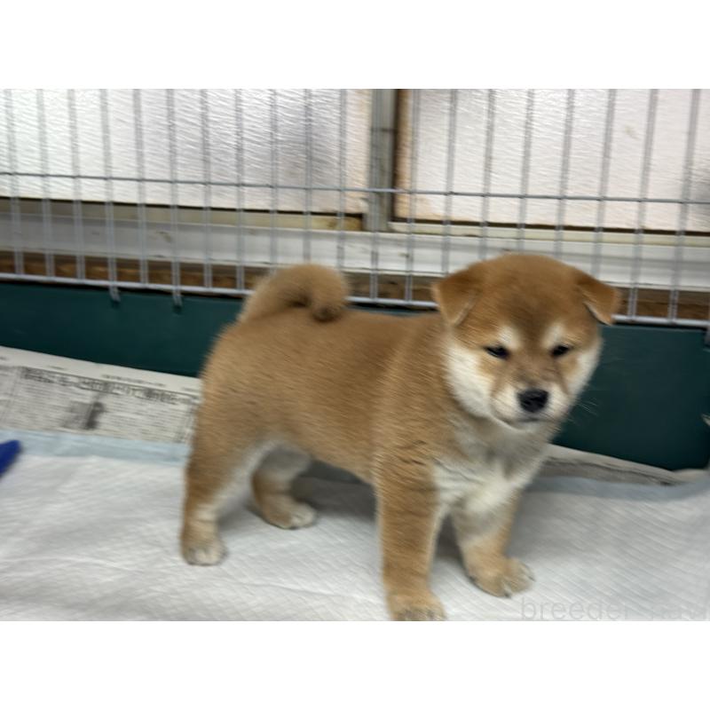 販売中の愛知県の柴犬-400842の4枚目