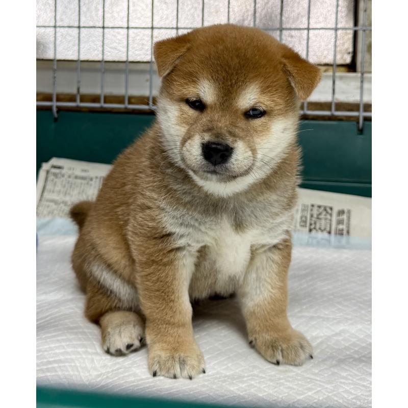 販売中の愛知県の柴犬-400842の3枚目