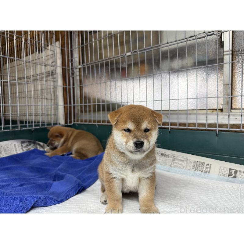 販売中の愛知県の柴犬-400842の2枚目