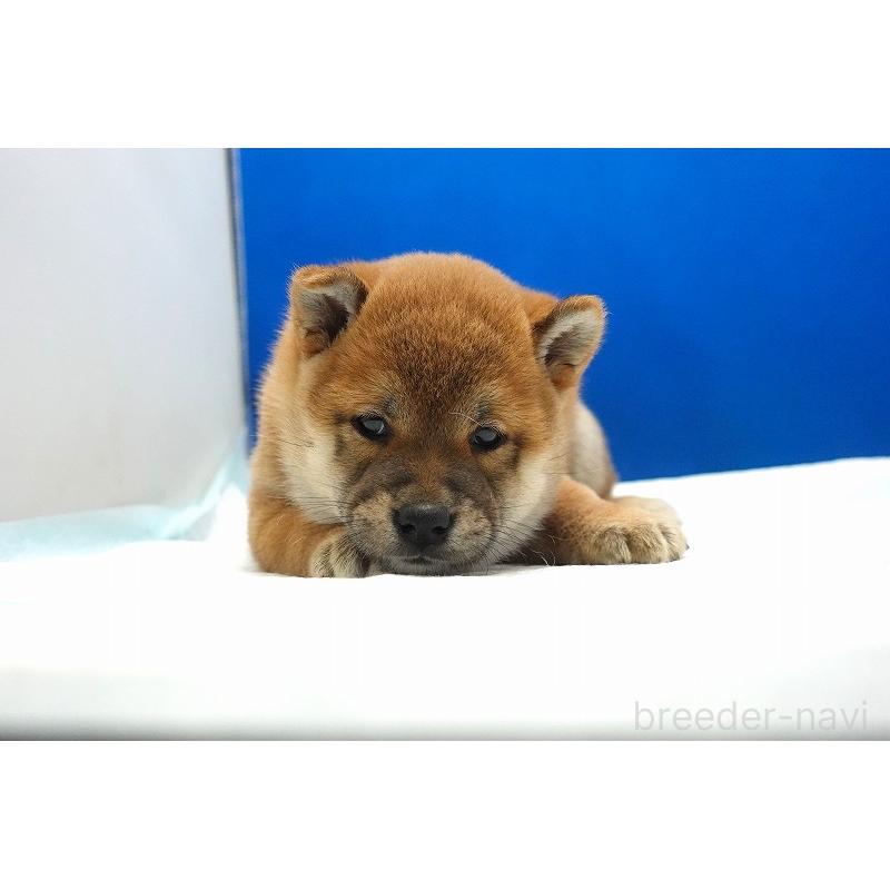 販売中の愛知県の柴犬-400847の11枚目
