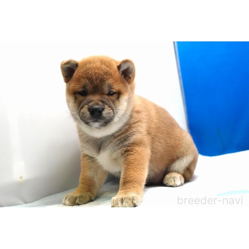 販売中の愛知県の柴犬-400847の10枚目