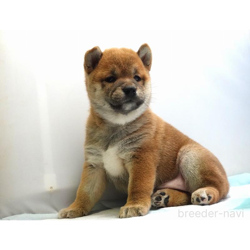 販売中の愛知県の柴犬-400847の8枚目