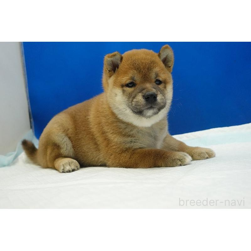 販売中の愛知県の柴犬-400847の9枚目
