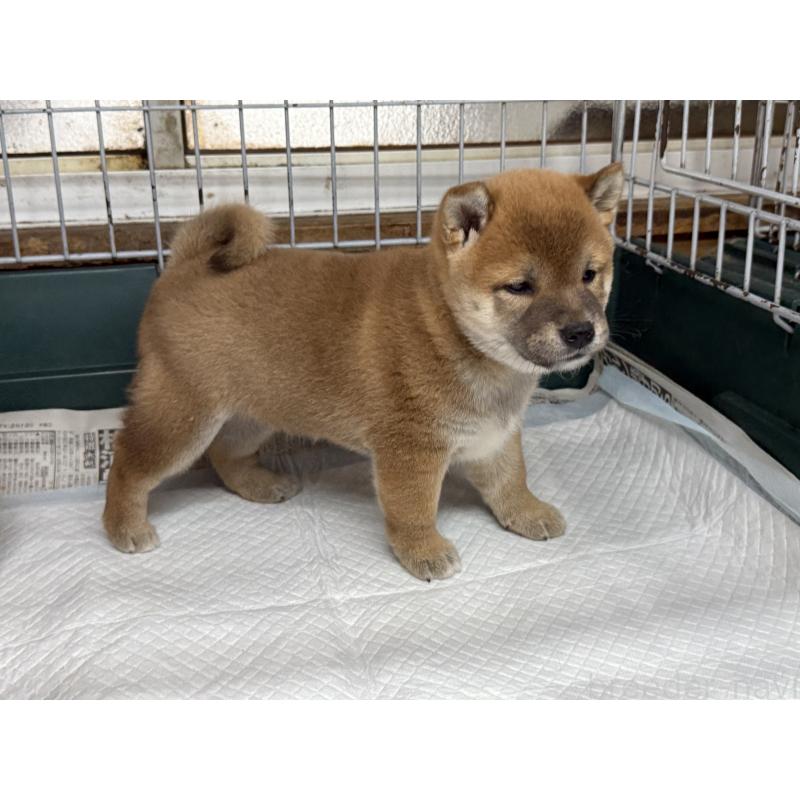販売中の愛知県の柴犬-400847の6枚目