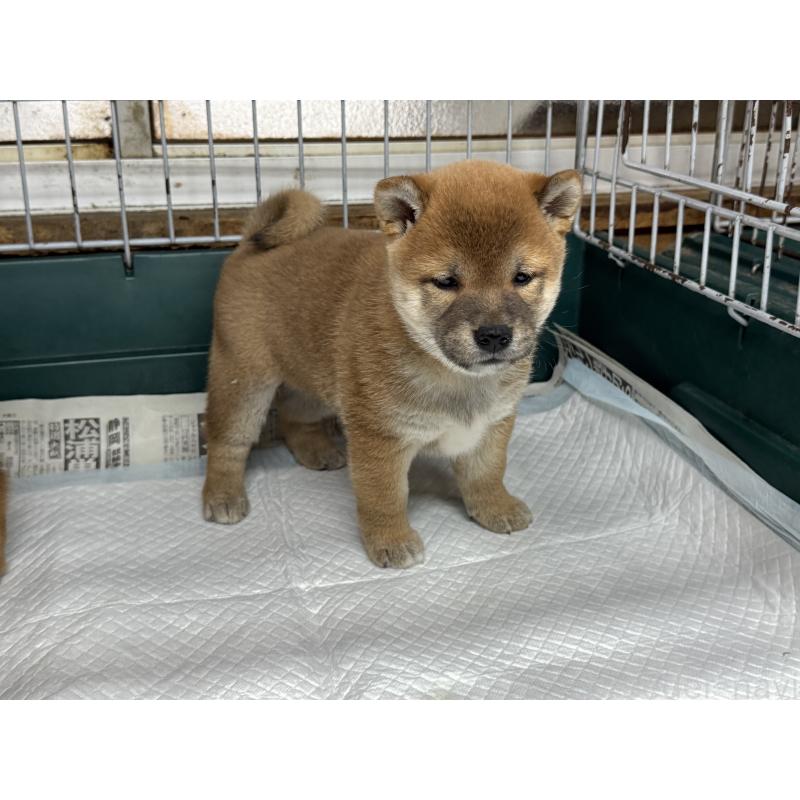 販売中の愛知県の柴犬-400847の5枚目
