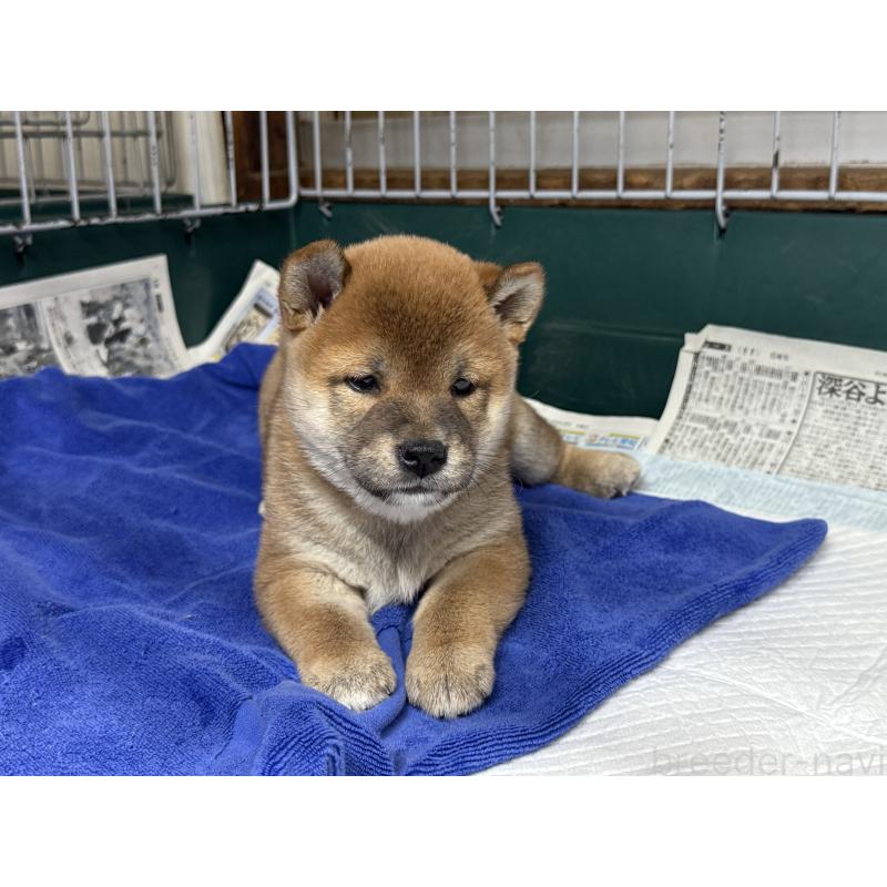販売中の愛知県の柴犬-400847の4枚目