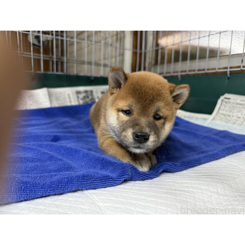 販売中の愛知県の柴犬-400847の3枚目