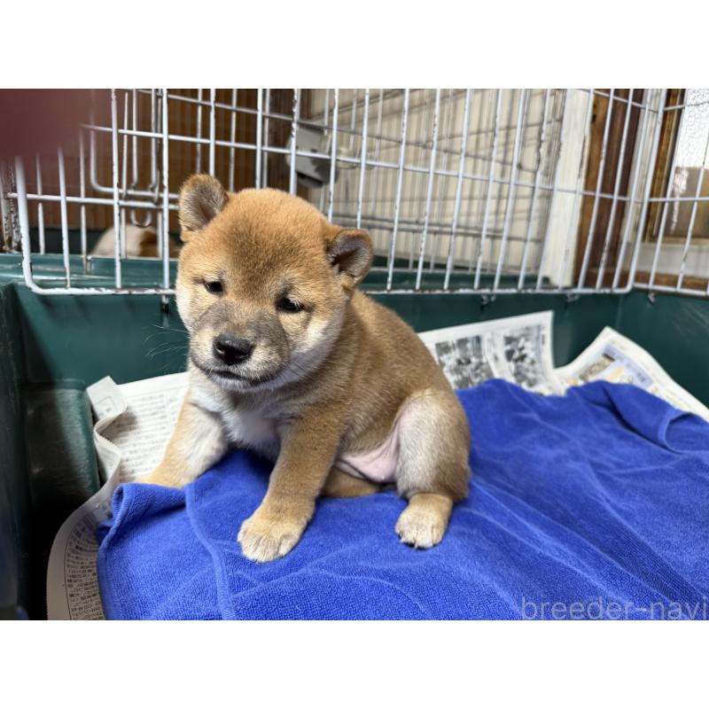 販売中の愛知県の柴犬-400847の2枚目