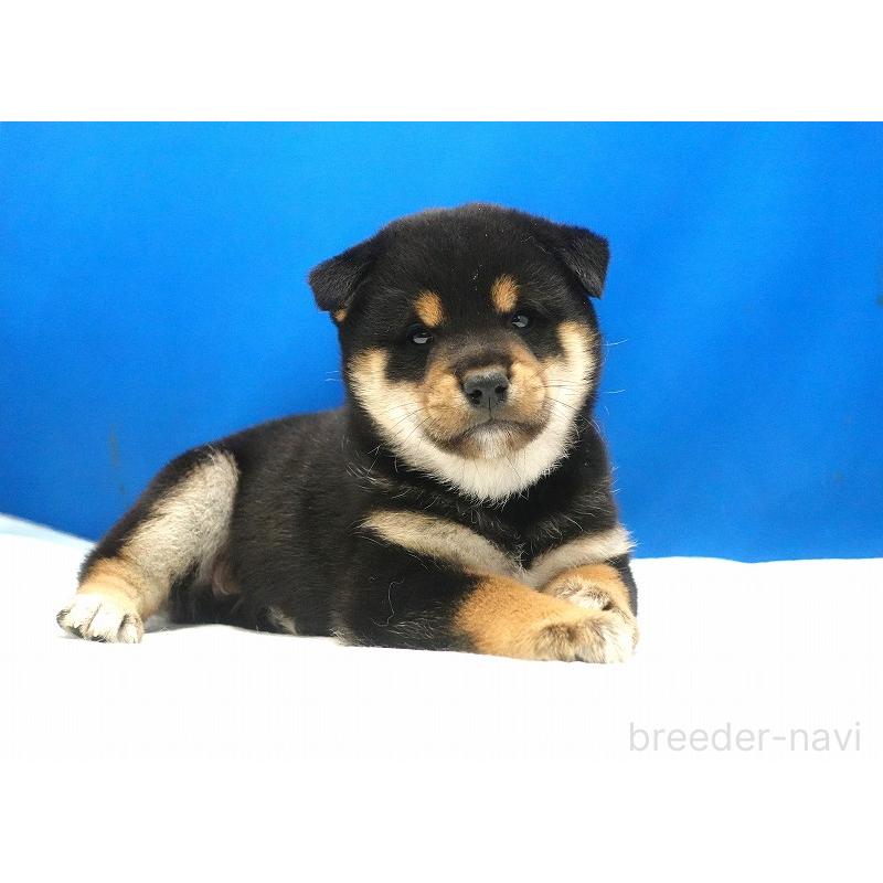 販売中の愛知県の柴犬-400850の9枚目