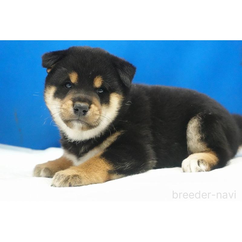 販売中の愛知県の柴犬-400850の7枚目