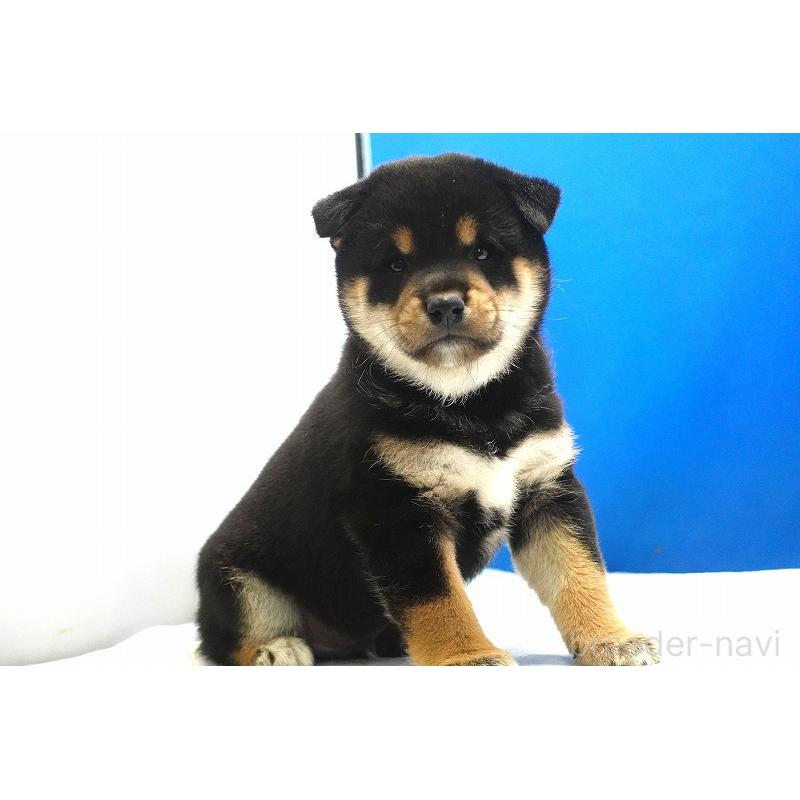 販売中の愛知県の柴犬-400850の8枚目