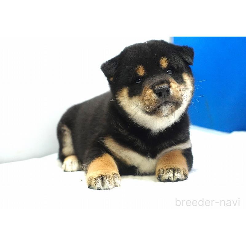 販売中の愛知県の柴犬-400850の6枚目