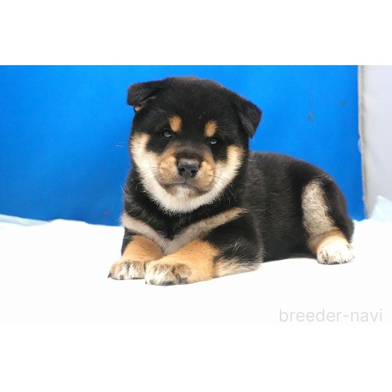 販売中の愛知県の柴犬-400850の5枚目