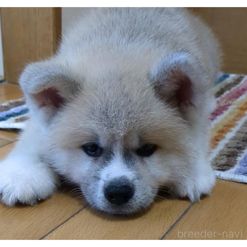 成約済の滋賀県の秋田犬-398955の2枚目