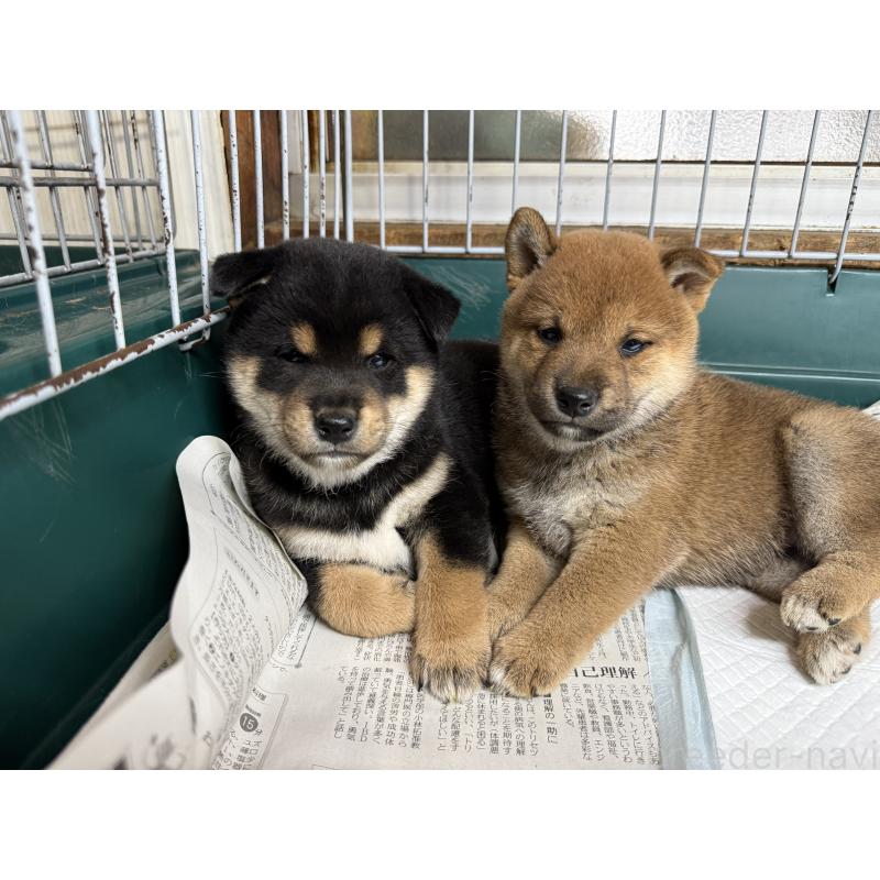 販売中の愛知県の柴犬-400850の4枚目