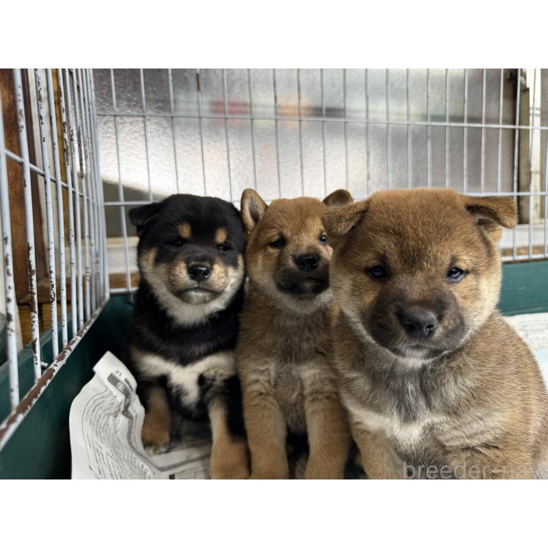 販売中の愛知県の柴犬-400850の3枚目