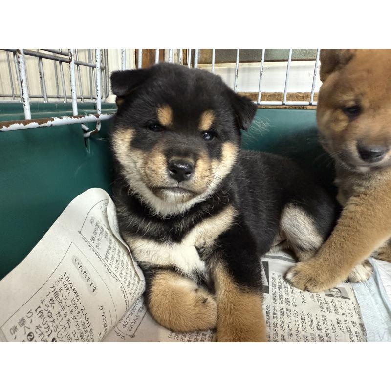 販売中の愛知県の柴犬-400850の2枚目