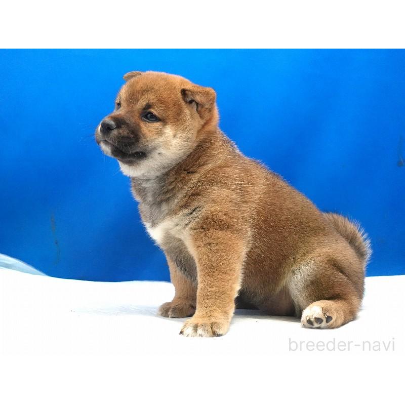 販売中の愛知県の柴犬-400856の12枚目