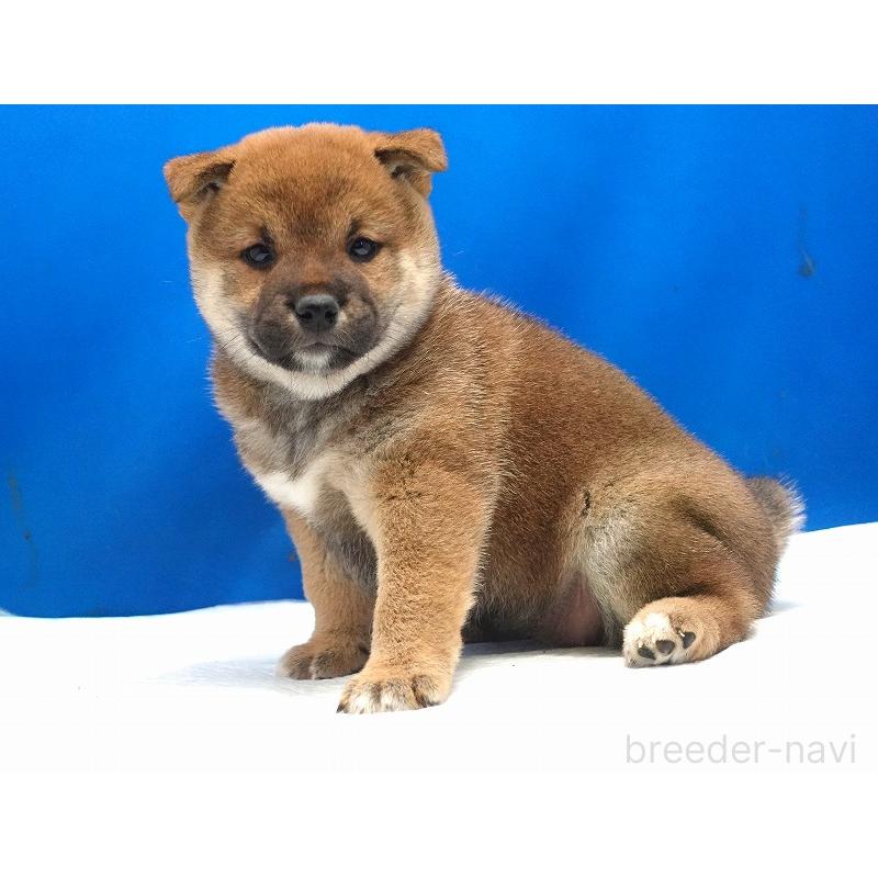 販売中の愛知県の柴犬-400856の13枚目