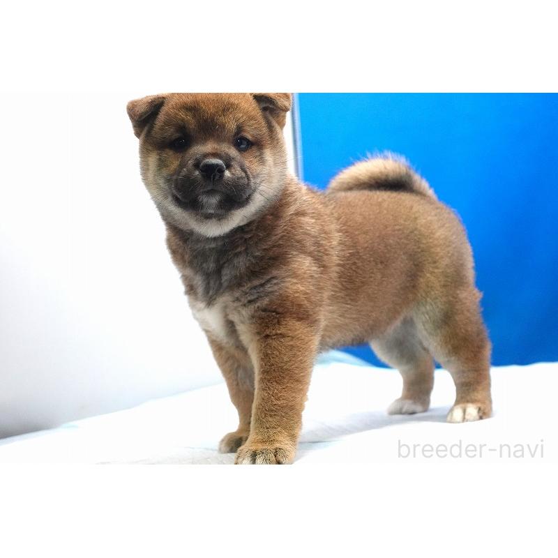 販売中の愛知県の柴犬-400856の11枚目