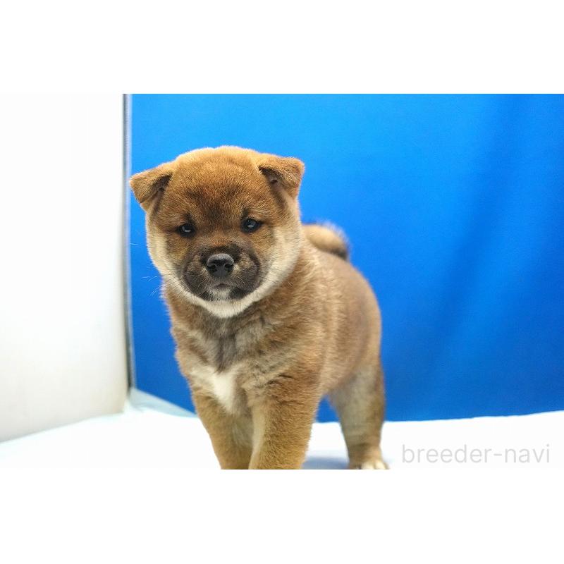販売中の愛知県の柴犬-400856の10枚目